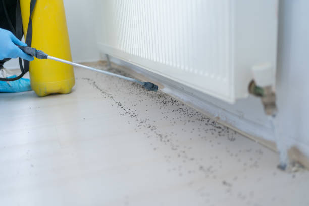 Best Spider Control Near Me  in Kings Beach, CA